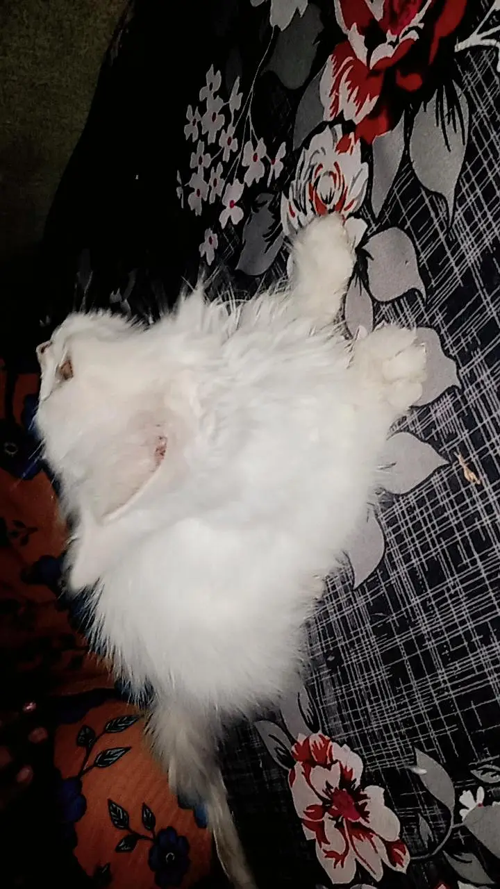 Pure white Persian baby cat — photo 3