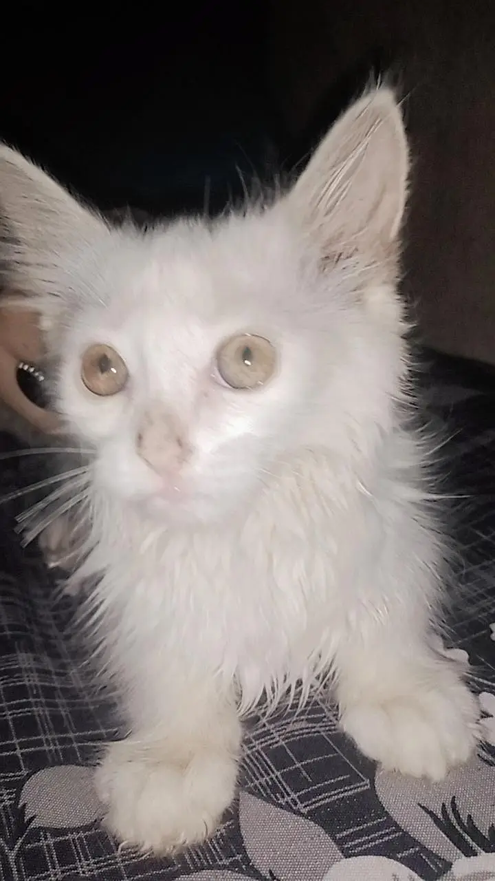 Pure white Persian baby cat — photo 4