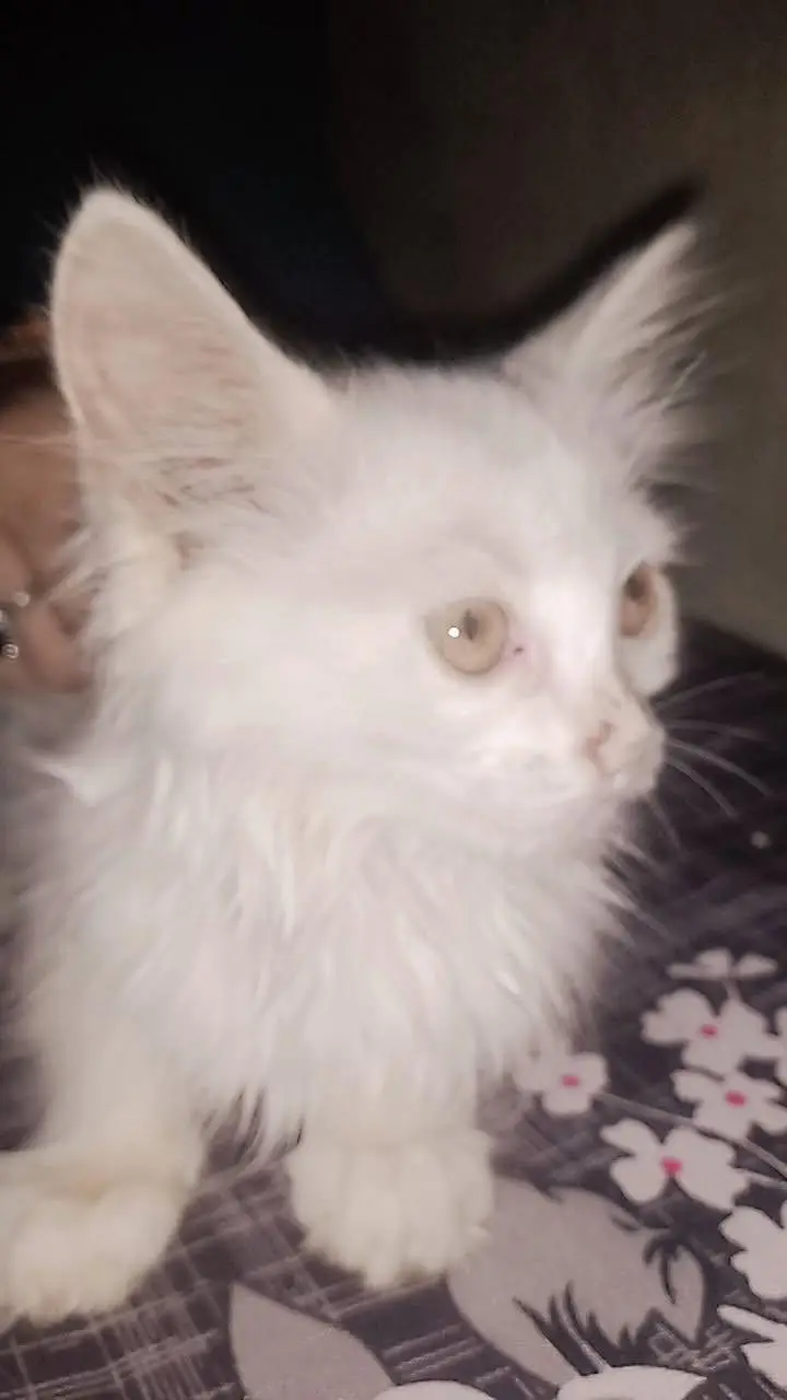 Pure white Persian baby cat — photo 5