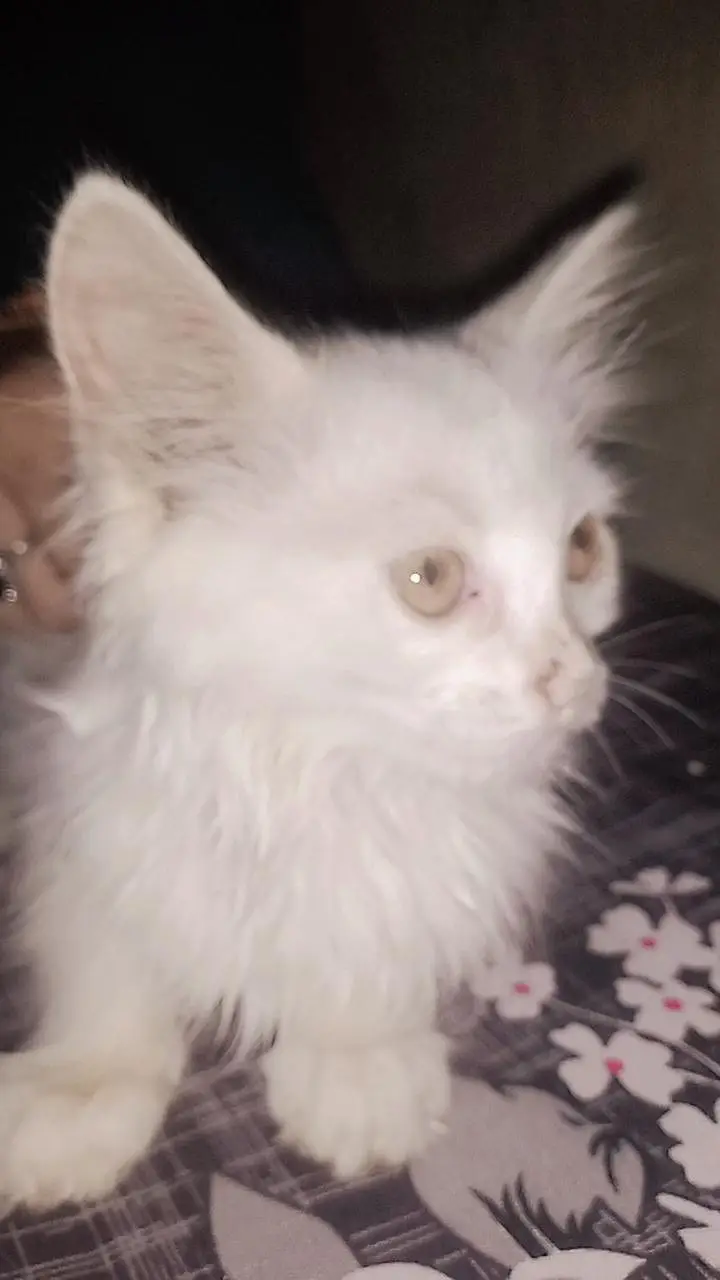 Pure white Persian baby cat — photo 6