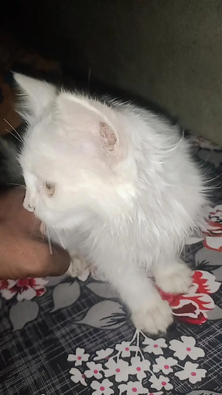 Pure white Persian baby cat — photo 9