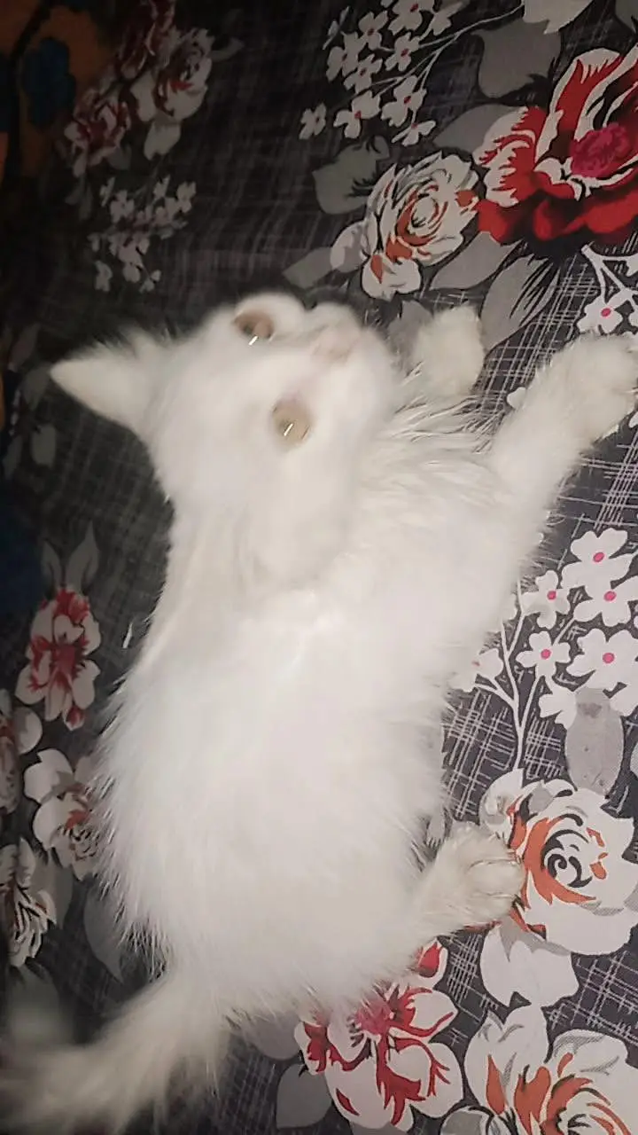 Pure white Persian baby cat — photo 10