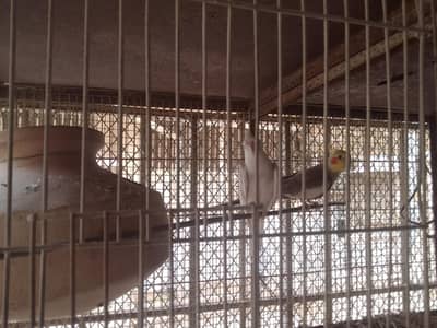 cocktail pair for sale 6000