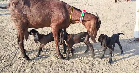 3 bacchon wali bakri for sale call_+03242213919