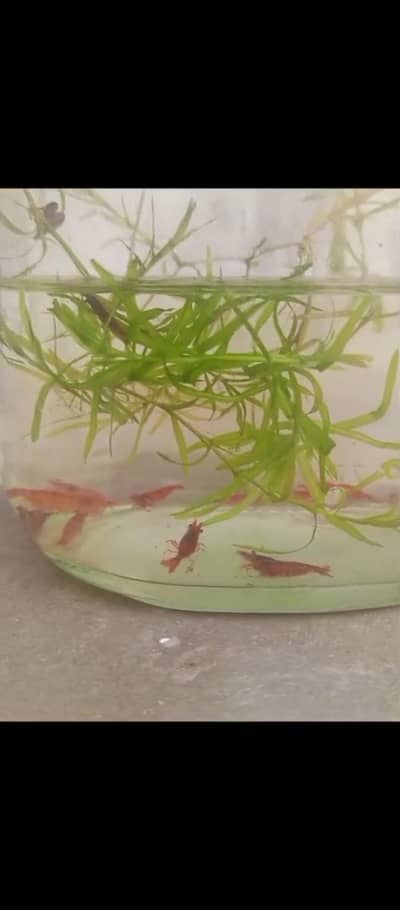 guppy and shrimp