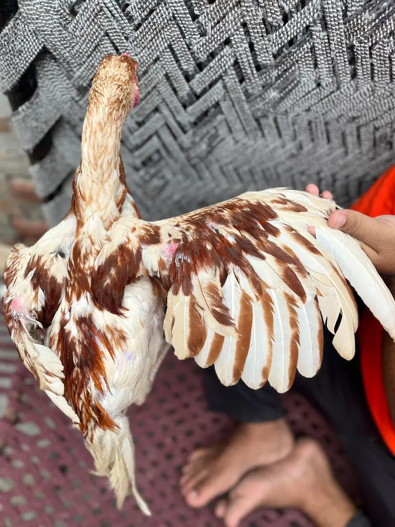Aseel Mianwali choras nali 6 month — photo 4