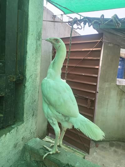 Heera Aseel Females Hens ( 03204661930 )