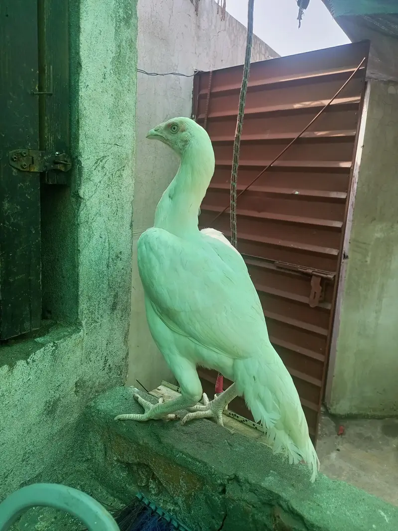 Heera Aseel Females Hens ( 03204661930 ) — photo 2