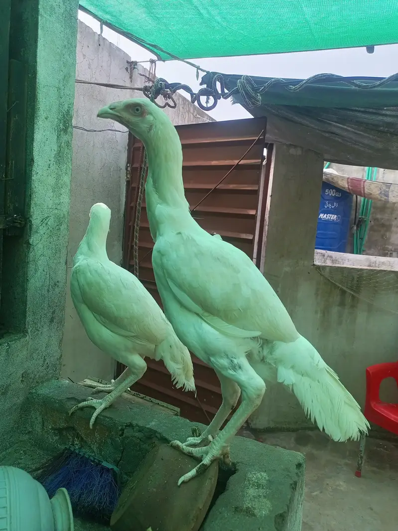 Heera Aseel Females Hens ( 03204661930 ) — photo 3