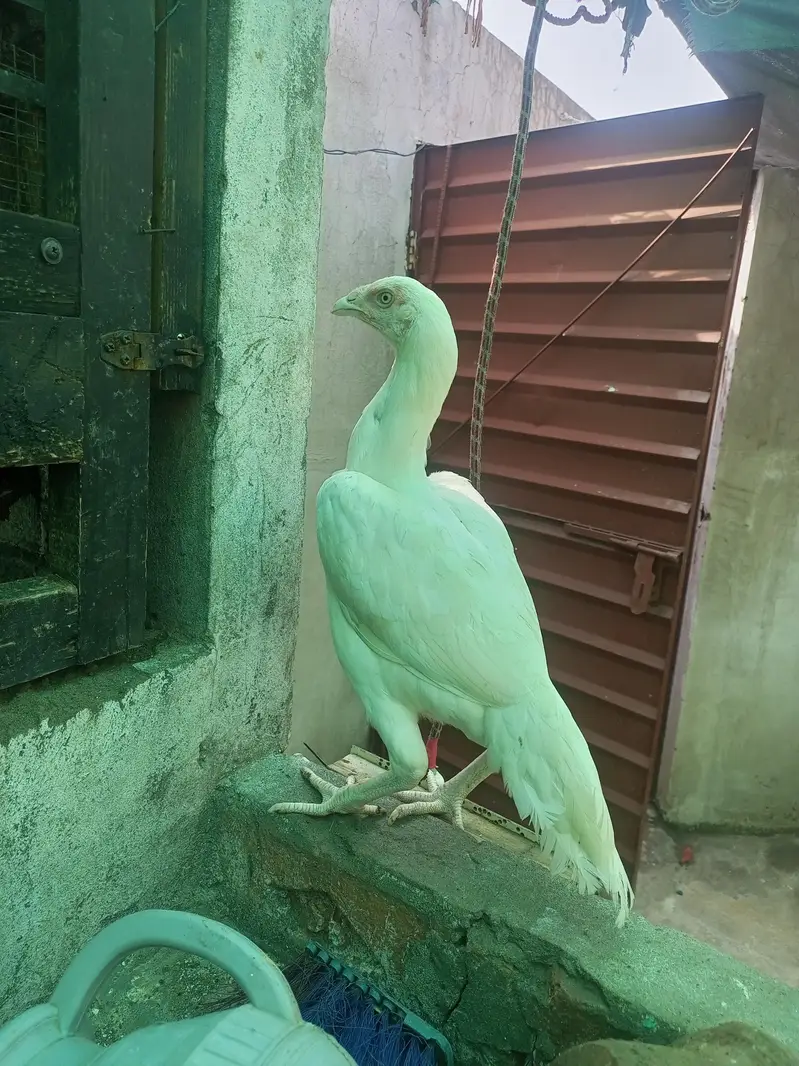 Heera Aseel Females Hens ( 03204661930 ) — photo 4