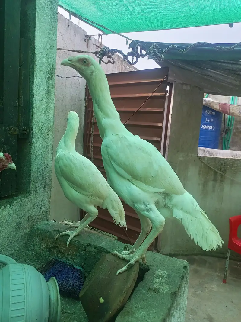 Heera Aseel Females Hens ( 03204661930 ) — photo 5