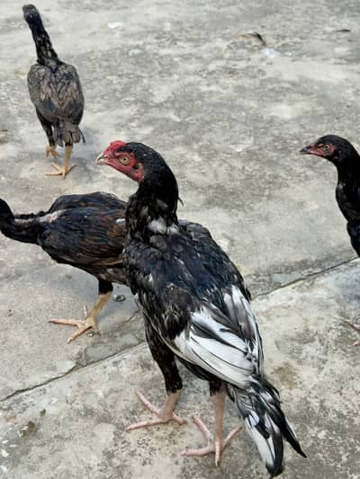 Aseel for sale