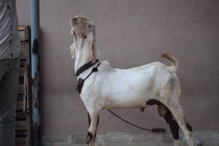 gulabi rajan pori Bakra/Bakra/Goat/desi bakra/بکرا/goat for sale