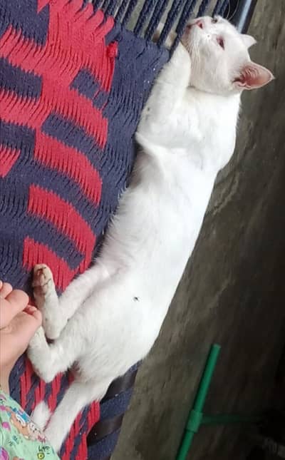 persian tom cat