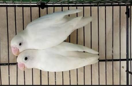 Albino lovebird pairs
