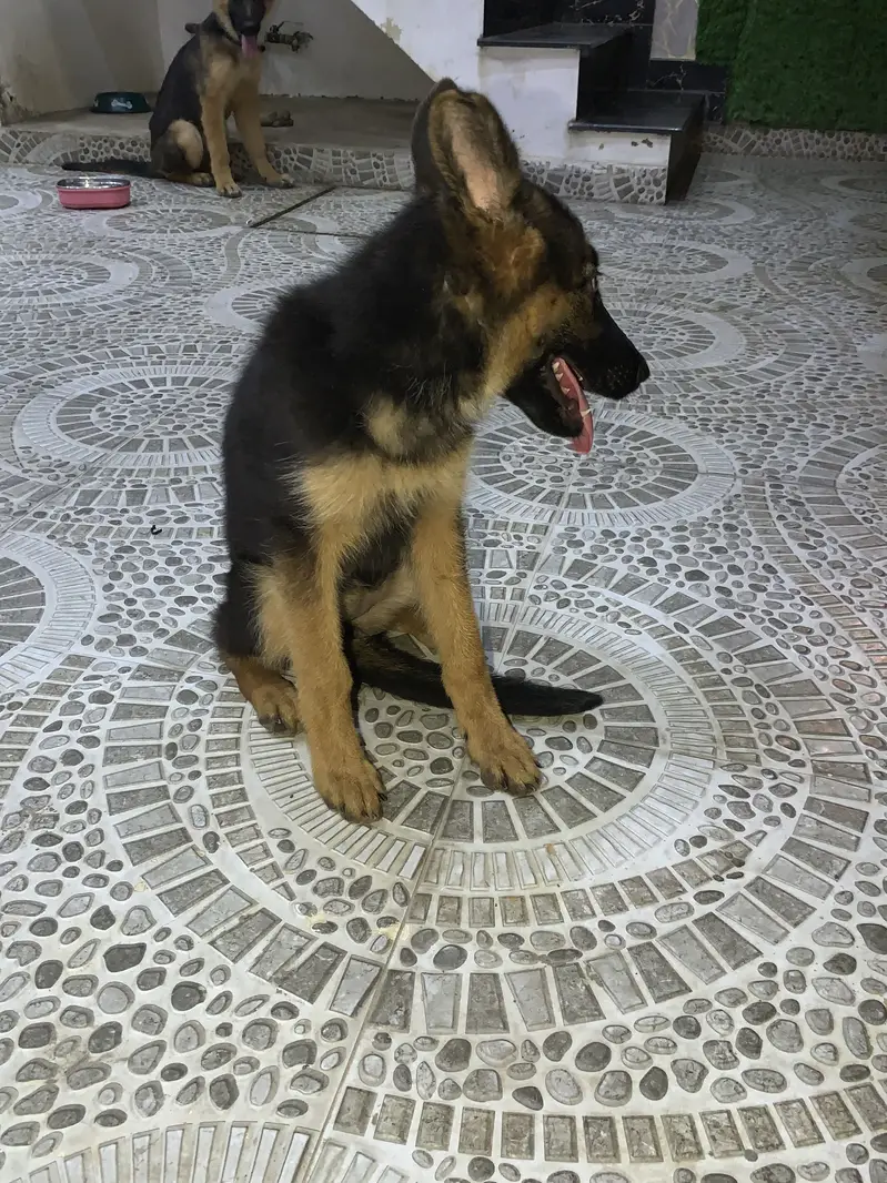 German shepherd Long Coat Puppie — photo 6