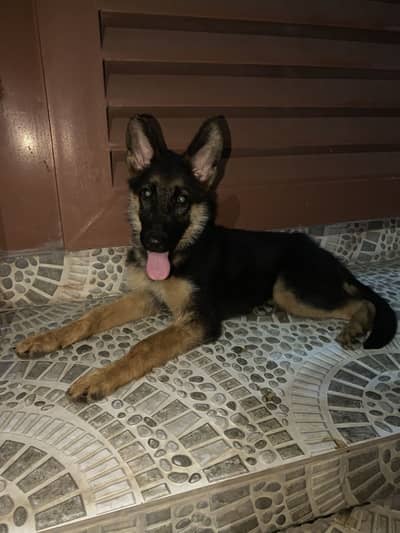German shepherd Long Coat Puppie