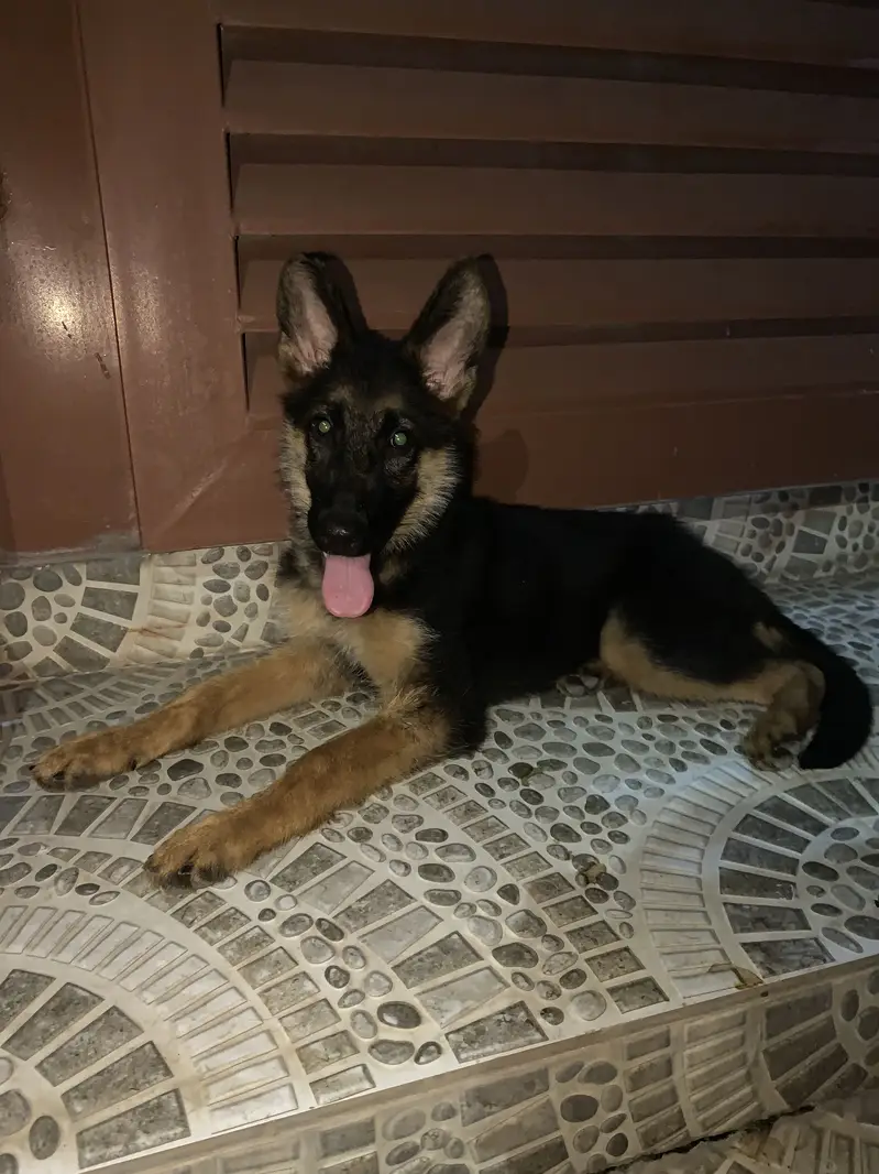 German shepherd Long Coat Puppie — photo 7