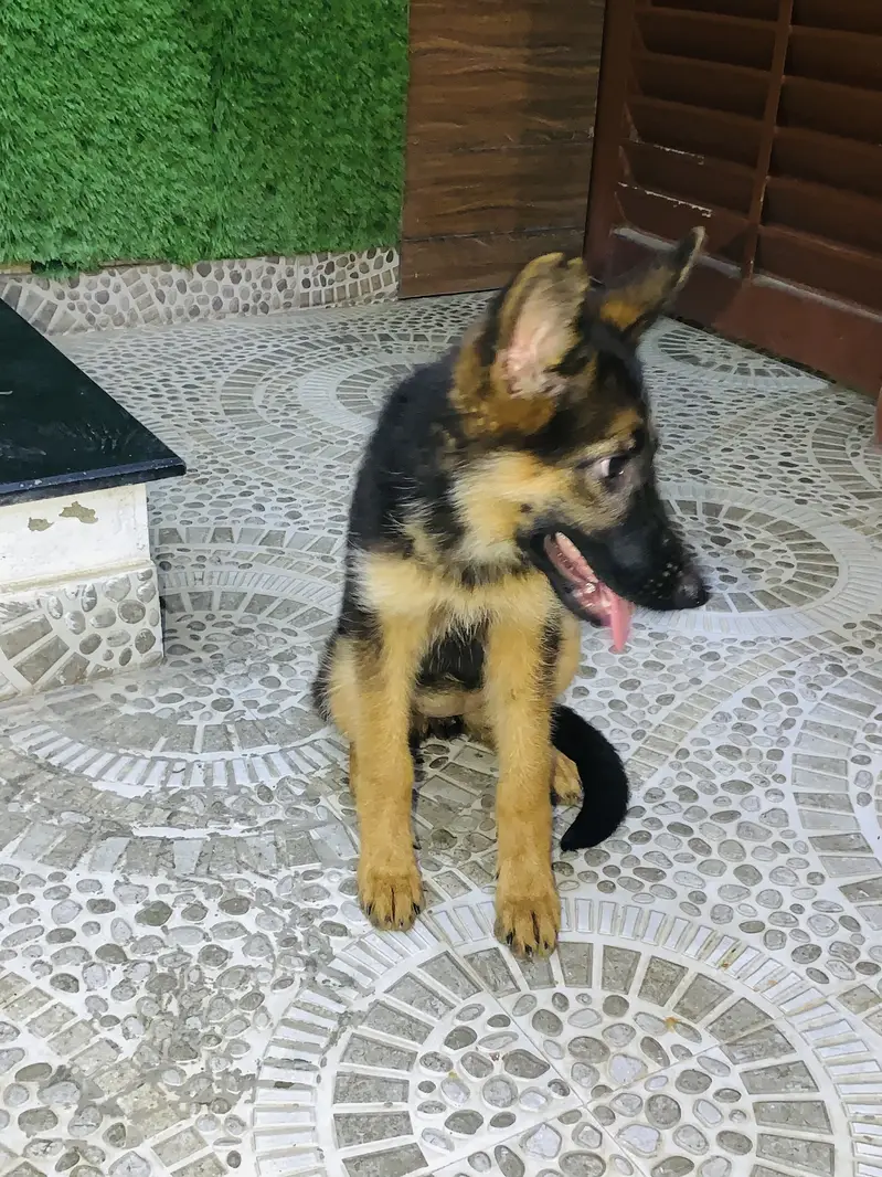 German shepherd Long Coat Puppie — photo 8