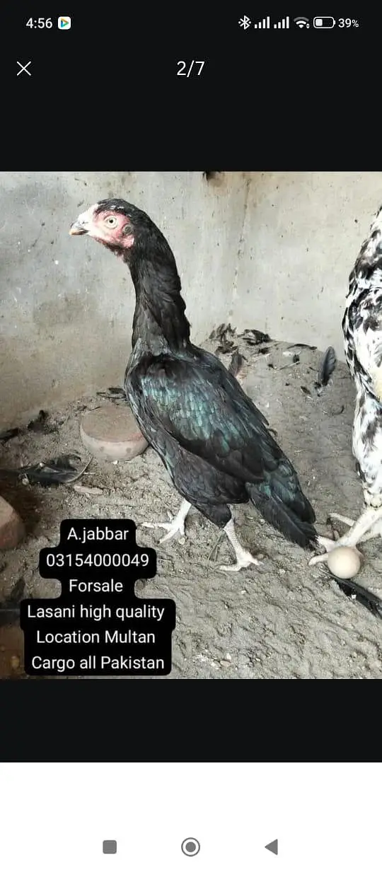 merthi cross mainwali — photo 6