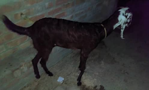 Beetal nasal ki  bakri