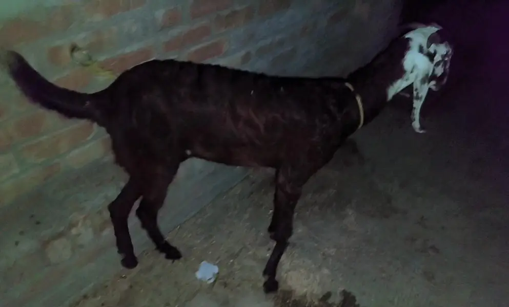 Beetal nasal ki doodh wali bakri — photo 4