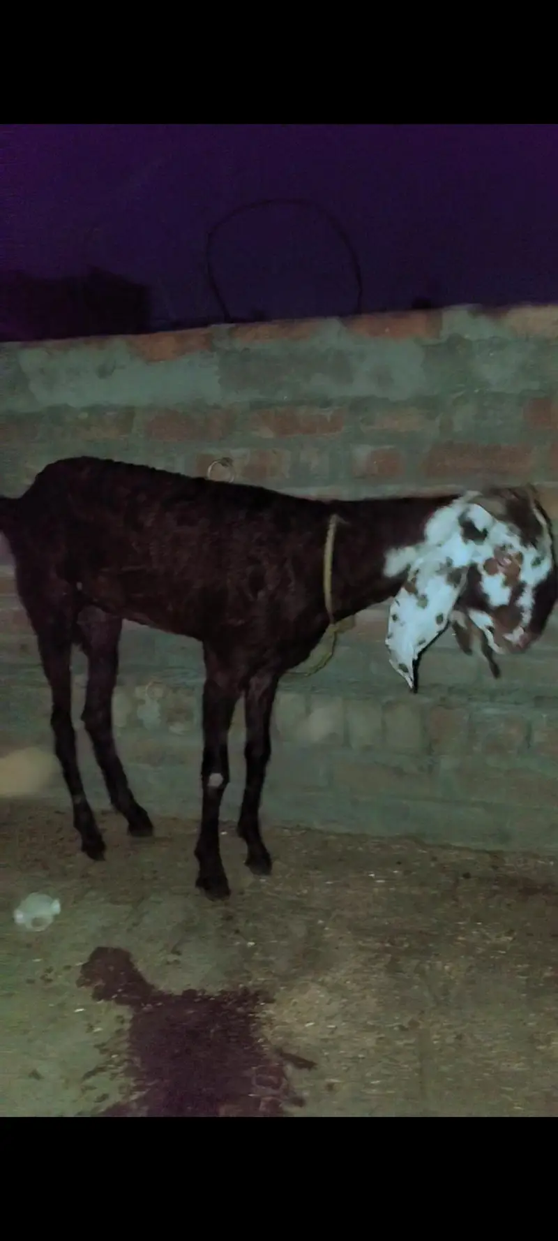 Beetal nasal ki doodh wali bakri — photo 5