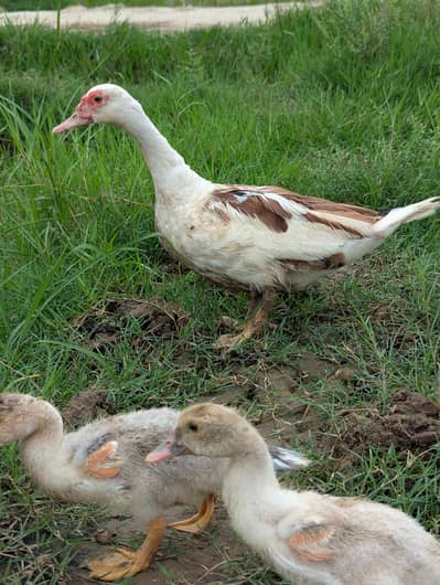 Muscovy Ducks Breeder pair