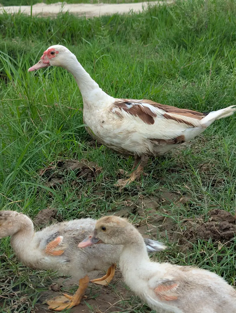 Muscovy Ducks Breeder pair