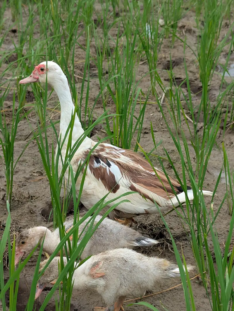 Muscovy Ducks Breeder pair — photo 2
