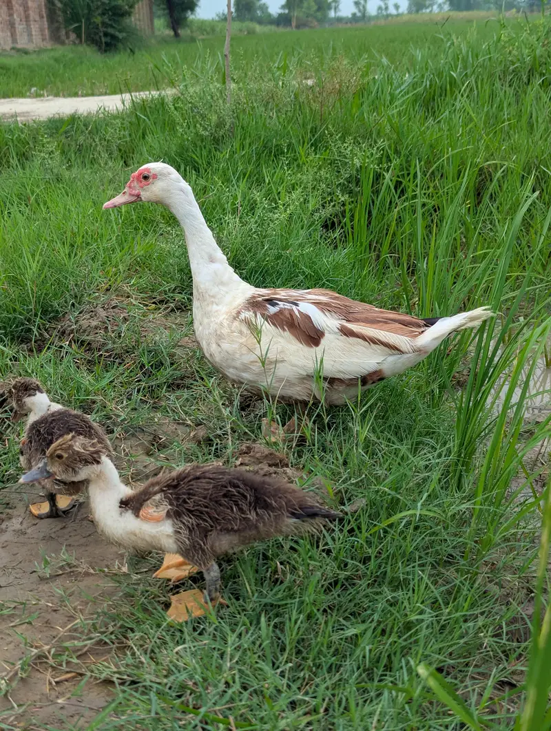 Muscovy Ducks Breeder pair — photo 3