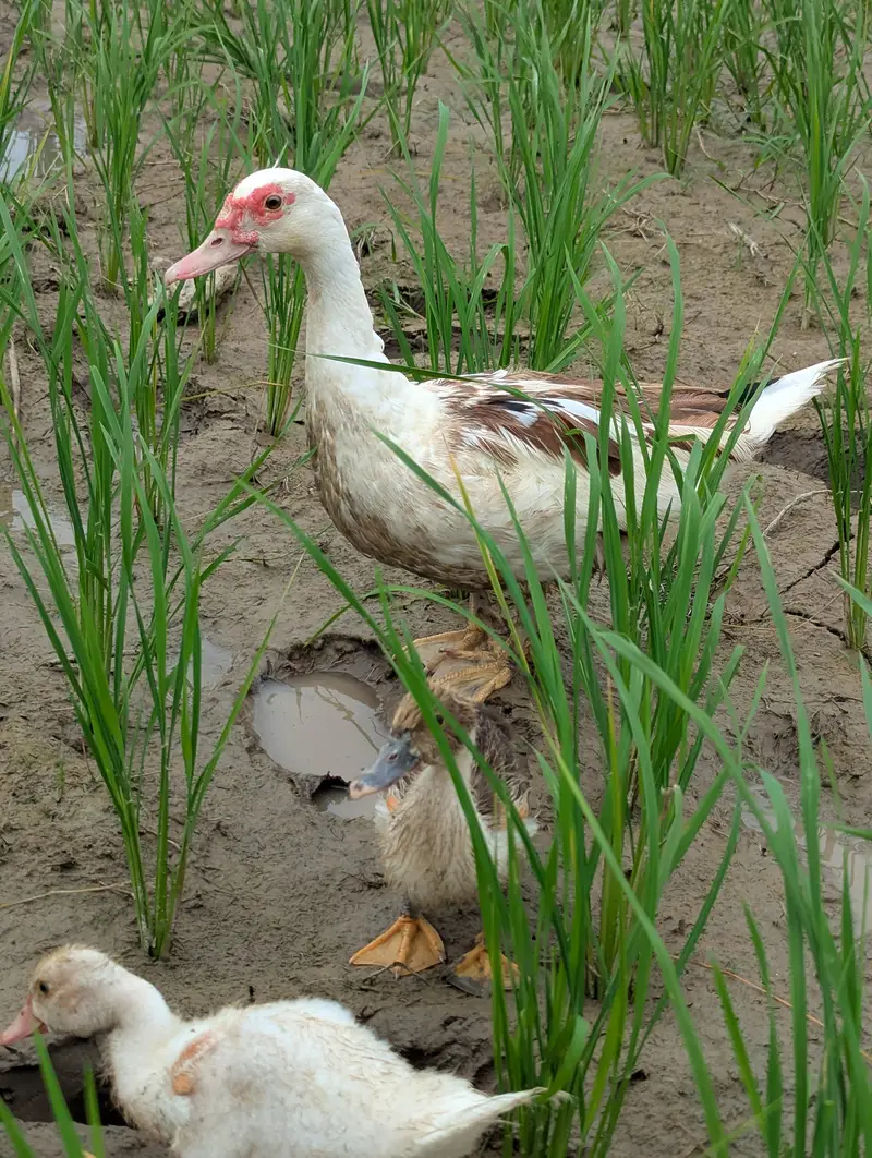 Muscovy Ducks Breeder pair — photo 4
