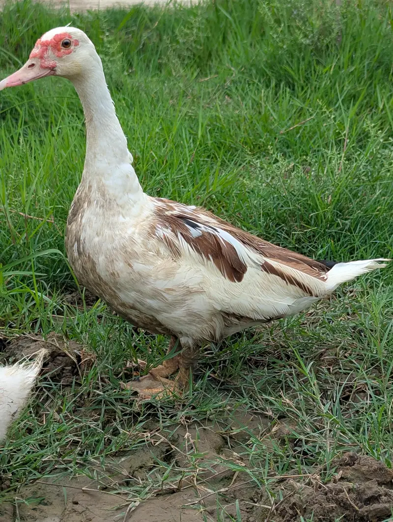 Muscovy Ducks Breeder pair — photo 5