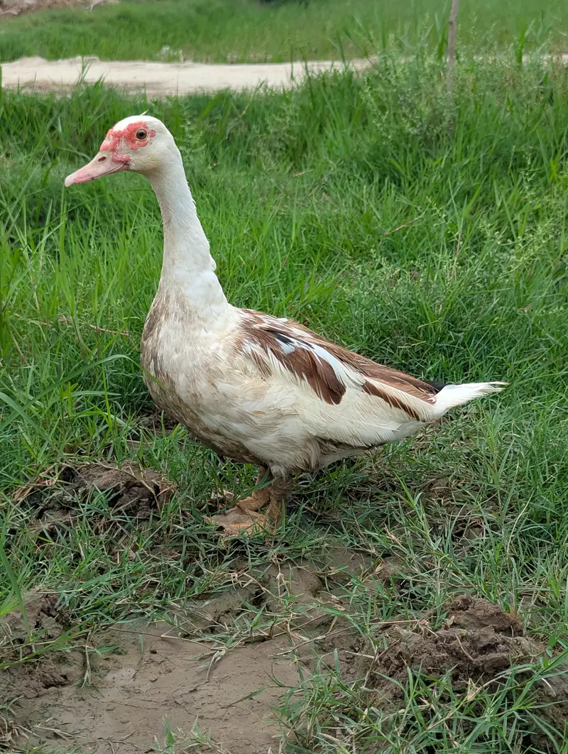 Muscovy Ducks Breeder pair — photo 6