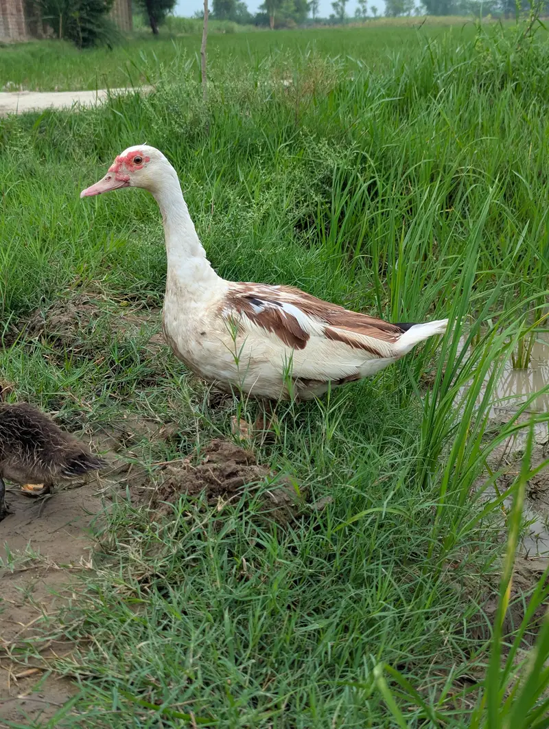 Muscovy Ducks Breeder pair — photo 7