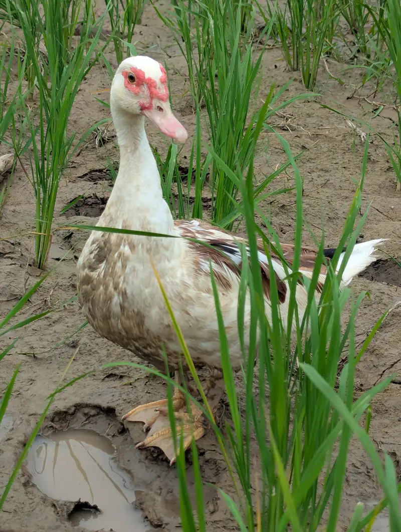Muscovy Ducks Breeder pair — photo 8