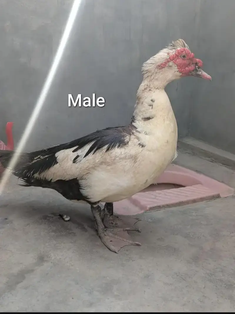 Muscovy Ducks Breeder pair — photo 9