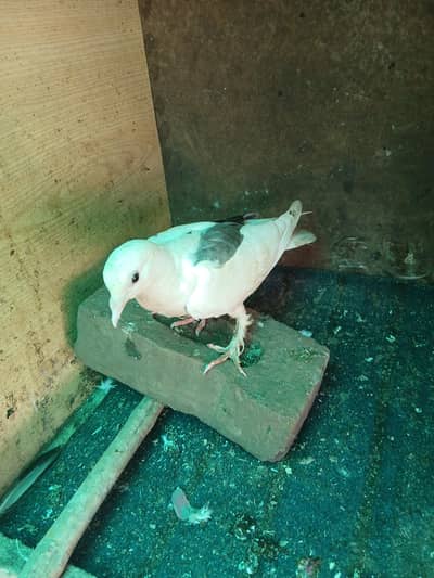 Fancy pigeon