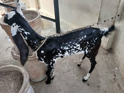 Bakri For sale