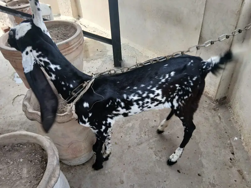 Bakri For sale