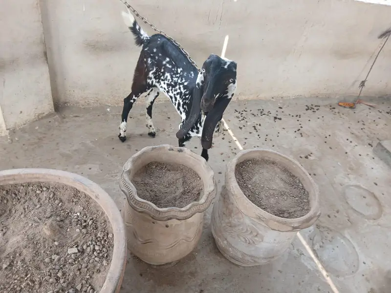 Bakri For sale — photo 2