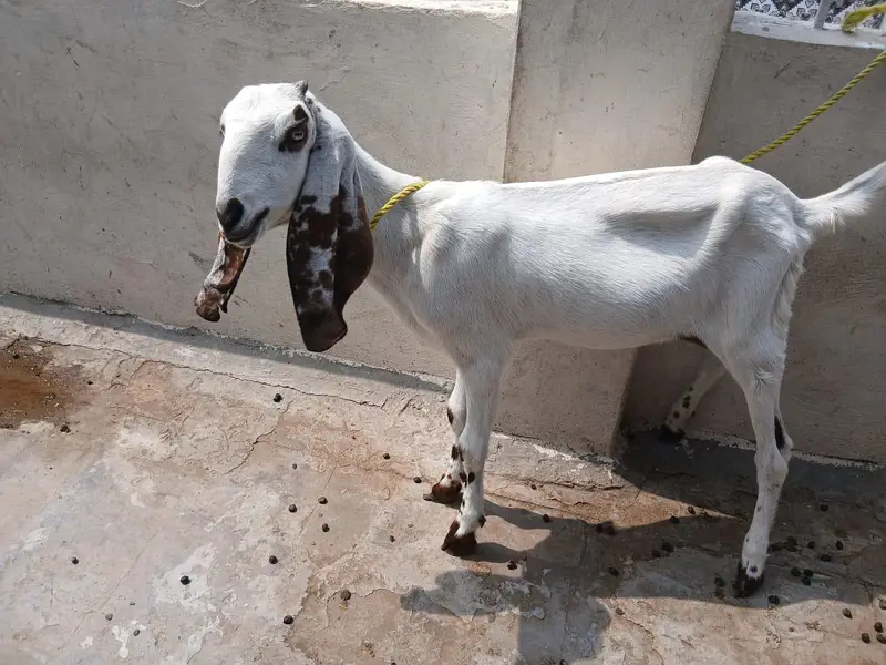 Bakri For sale — photo 3