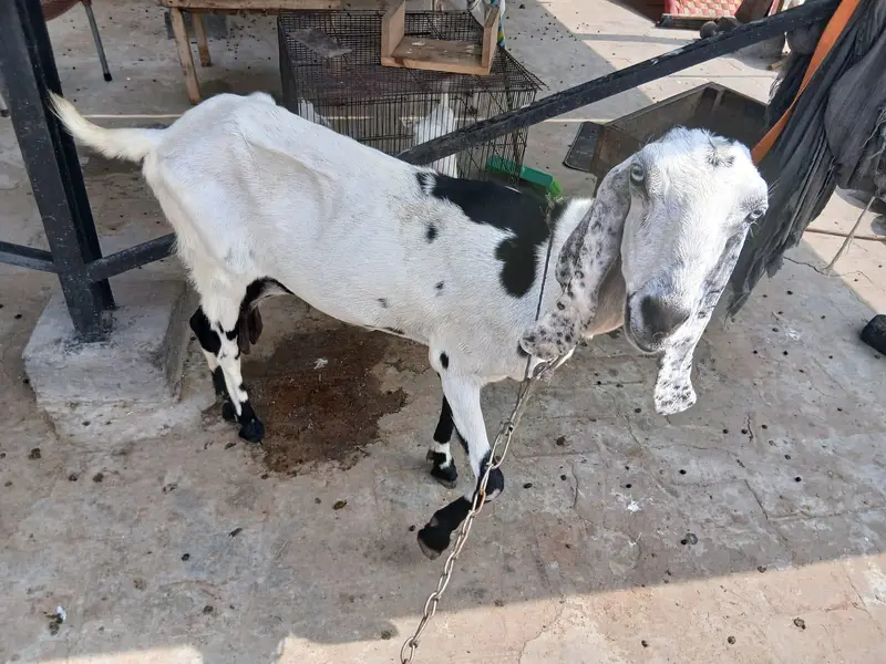 Bakri For sale — photo 4