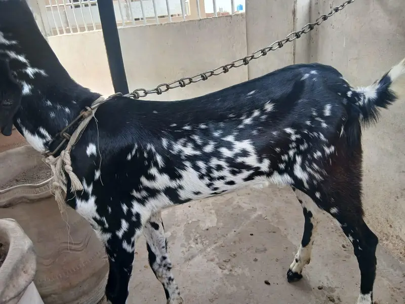 Bakri For sale — photo 5