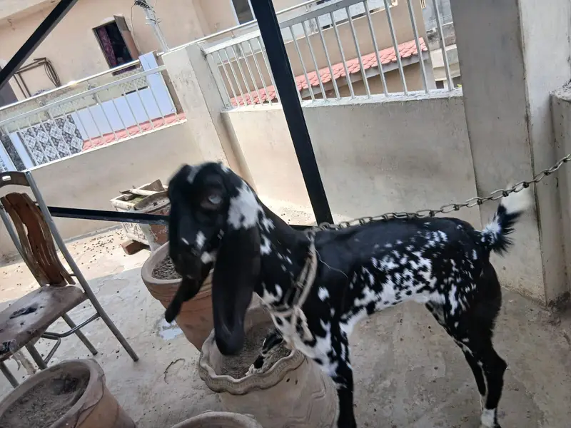 Bakri For sale — photo 6