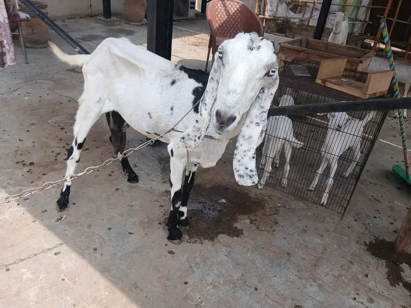 Bakri For sale — photo 7