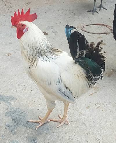 2 Desi Murghay, 1 Aseel Murga, 3 Australorp Pat Murghay