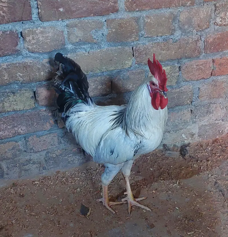 2 Desi Murghay, 1 Aseel Murga, 3 Australorp Pat Murghay — photo 2