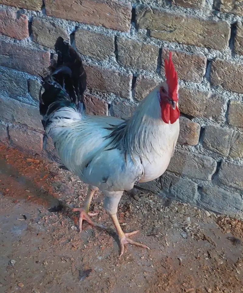 2 Desi Murghay, 1 Aseel Murga, 3 Australorp Pat Murghay — photo 3