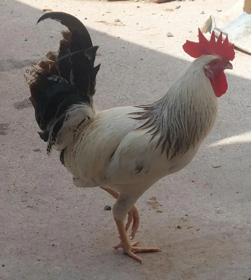 2 Desi Murghay, 1 Aseel Murga, 3 Australorp Pat Murghay — photo 4